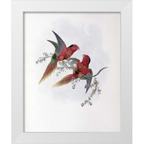 Pectoral Lorikeet White Modern Wood Framed Art Print by Glover, John