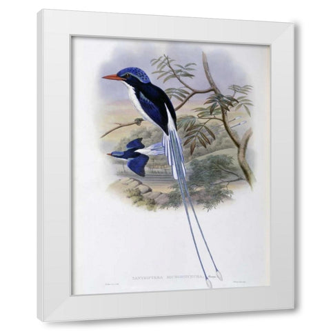 Port-Moresby Racket-Tailed Kingfisher White Modern Wood Framed Art Print by Glover, John