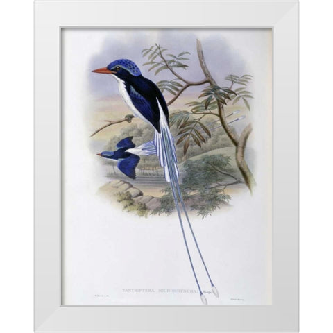 Port-Moresby Racket-Tailed Kingfisher White Modern Wood Framed Art Print by Glover, John