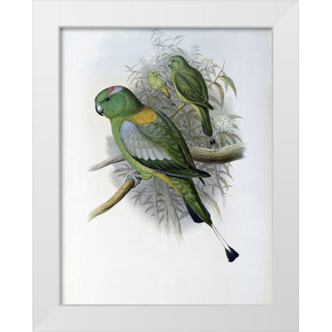 Racket-Tailed Parrot White Modern Wood Framed Art Print by Gould, John