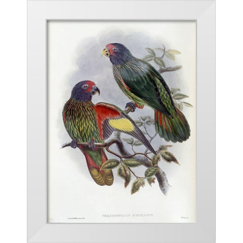 Red-Fronted Lory White Modern Wood Framed Art Print by Gould, John