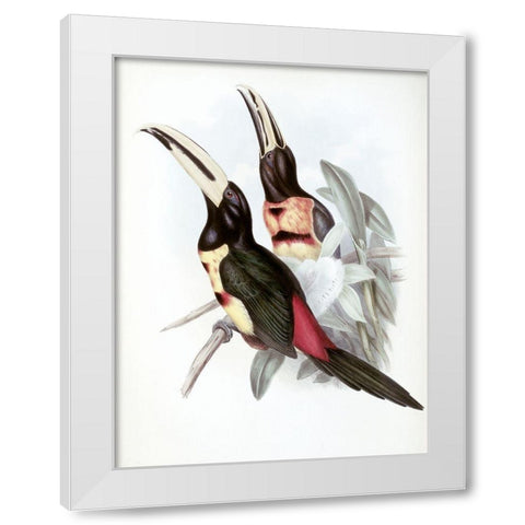 Red-Rumped Aracari (Toucan) White Modern Wood Framed Art Print by Gould, John