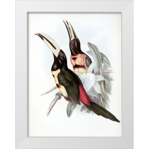 Red-Rumped Aracari (Toucan) White Modern Wood Framed Art Print by Gould, John