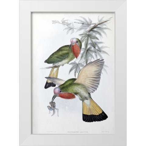 Red-Throated Nyctiornis White Modern Wood Framed Art Print by Glover, John