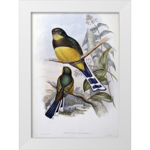 Reinwardts Trogon White Modern Wood Framed Art Print by Glover, John