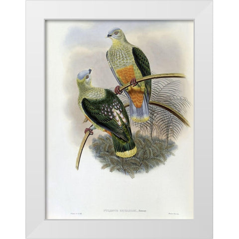 Richards Fruit-Pigeon White Modern Wood Framed Art Print by Gould, John