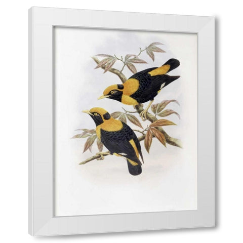Robertsons Starling White Modern Wood Framed Art Print by Glover, John