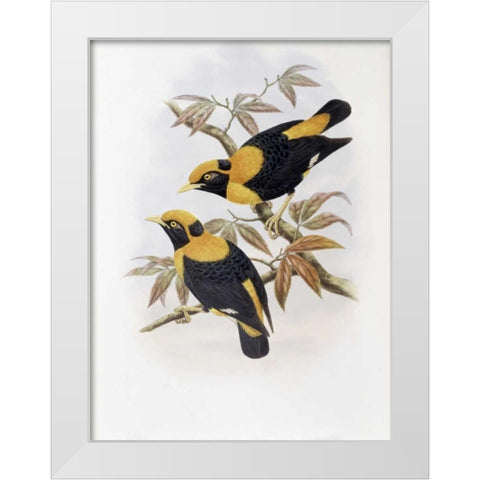 Robertsons Starling White Modern Wood Framed Art Print by Glover, John