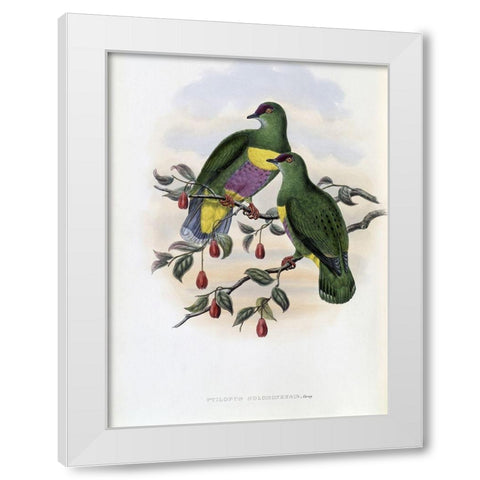 Solomon-Island Fruit-Pigeon White Modern Wood Framed Art Print by Gould, John