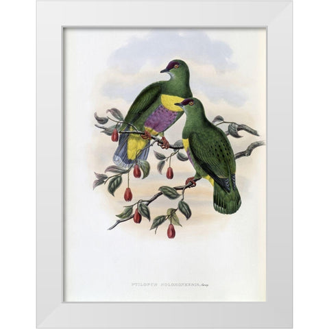Solomon-Island Fruit-Pigeon White Modern Wood Framed Art Print by Gould, John