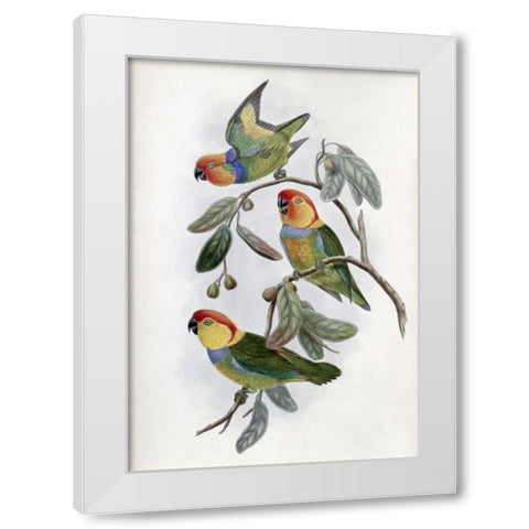 Southern Ring Perroquet White Modern Wood Framed Art Print by Glover, John