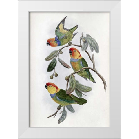 Southern Ring Perroquet White Modern Wood Framed Art Print by Glover, John