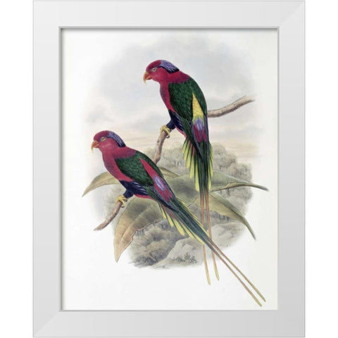 Stella Parakeet White Modern Wood Framed Art Print by Glover, John