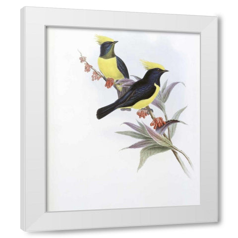 Sultan Tit White Modern Wood Framed Art Print by Glover, John