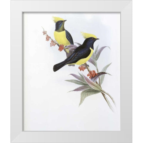 Sultan Tit White Modern Wood Framed Art Print by Glover, John