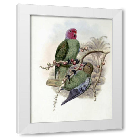 Tenimber Parrot White Modern Wood Framed Art Print by Glover, John