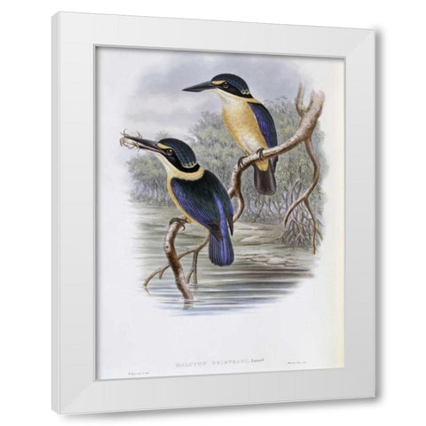Tristrams Kingfisher White Modern Wood Framed Art Print by Glover, John