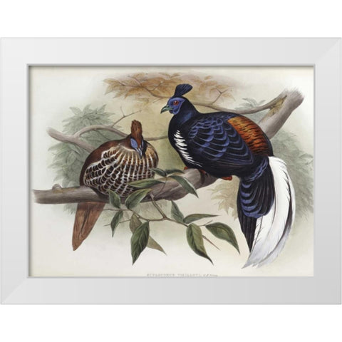 Vieillots Fireback White Modern Wood Framed Art Print by Glover, John