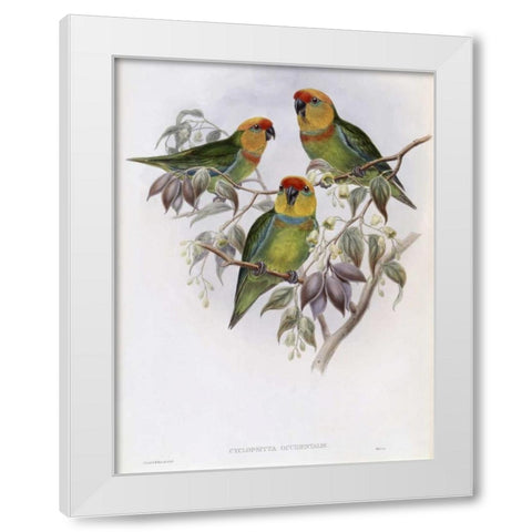 Western Perroquet White Modern Wood Framed Art Print by Glover, John