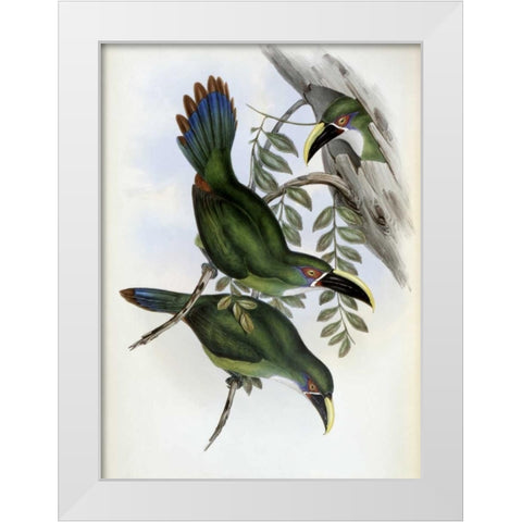 White-Banded Groove-Bill - Toucan White Modern Wood Framed Art Print by Glover, John