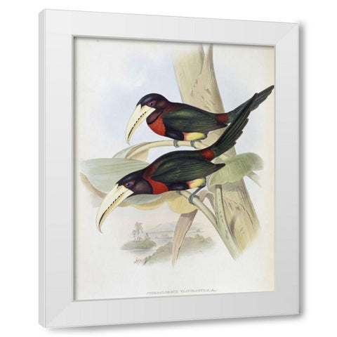 Yellow-Billed Aracari (Toucan) White Modern Wood Framed Art Print by Gould, John