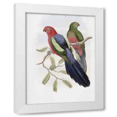 Yellow-Winged King Parrot White Modern Wood Framed Art Print by Glover, John