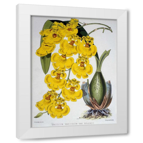 Oncidium Varicosum Var. Rogers II White Modern Wood Framed Art Print by Jennings, Samuel
