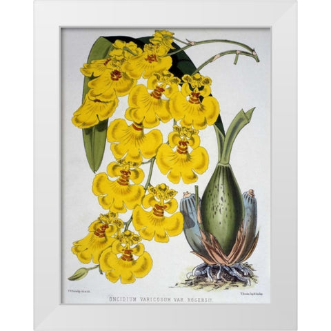 Oncidium Varicosum Var. Rogers II White Modern Wood Framed Art Print by Jennings, Samuel