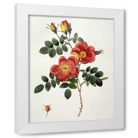 Rosa Eglanteria - Punicea White Modern Wood Framed Art Print by Redoute, Pierre Joseph