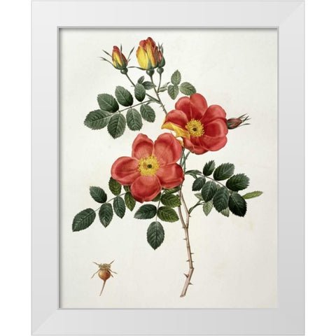 Rosa Eglanteria - Punicea White Modern Wood Framed Art Print by Redoute, Pierre Joseph
