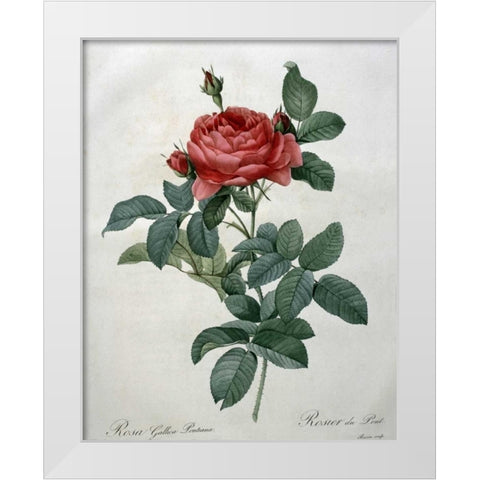 Rosa Gallica - Pontiana White Modern Wood Framed Art Print by Redoute, Pierre Joseph