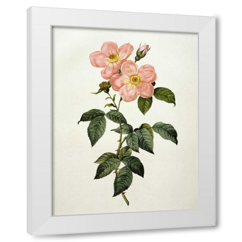 Rosa Indica Frangras - Flora Simplici White Modern Wood Framed Art Print by Redoute, Pierre Joseph