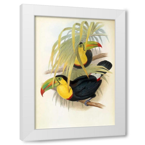 Short Billed Toucan White Modern Wood Framed Art Print by Glover, John