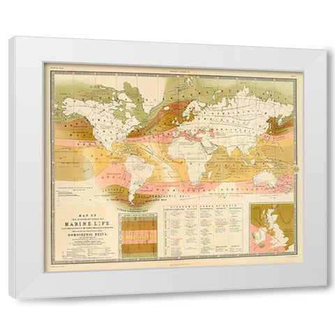 Marine life, 1854 White Modern Wood Framed Art Print by Forbes, Edward