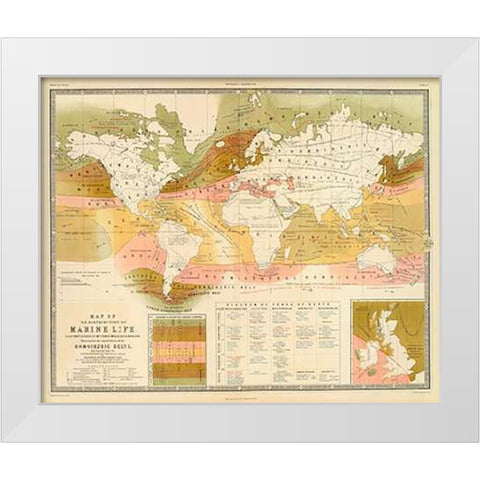 Marine life, 1854 White Modern Wood Framed Art Print by Forbes, Edward
