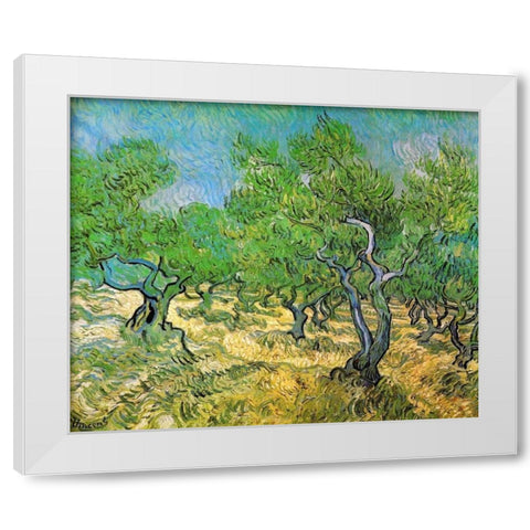 Olive Grove White Modern Wood Framed Art Print by Van Gogh, Vincent