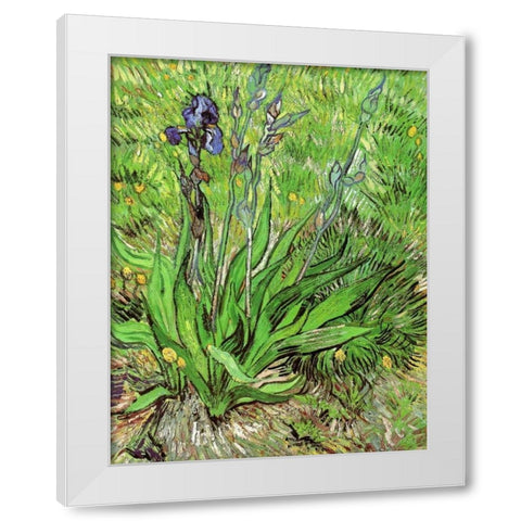 The Iris White Modern Wood Framed Art Print by Van Gogh, Vincent