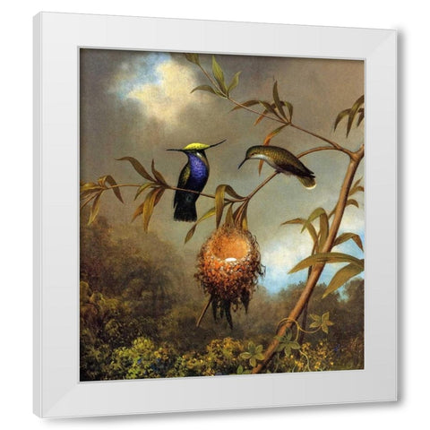 Black Breasted Plovercrest White Modern Wood Framed Art Print by Heade, Martin Johnson