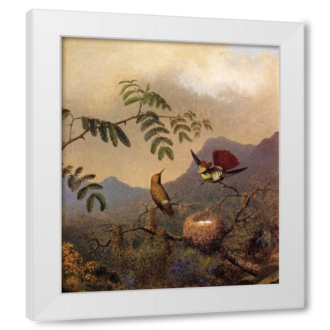 Frilled Coquette White Modern Wood Framed Art Print by Heade, Martin Johnson