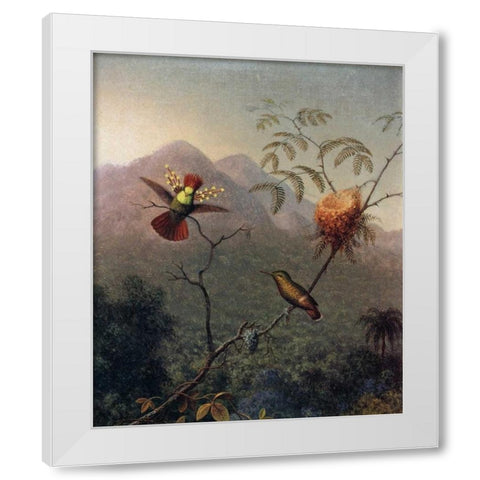 Tufted Coquette White Modern Wood Framed Art Print by Heade, Martin Johnson