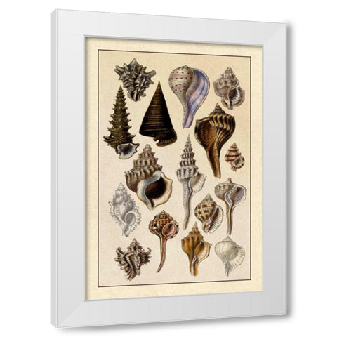 Shells: Trachelipoda #4 White Modern Wood Framed Art Print by Sowerby, G.B.