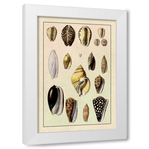 Shells: Convoltae and Orthocerata White Modern Wood Framed Art Print by Sowerby, G.B.