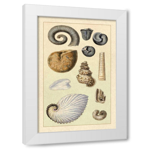 Shells: Ammonacea White Modern Wood Framed Art Print by Sowerby, G.B.