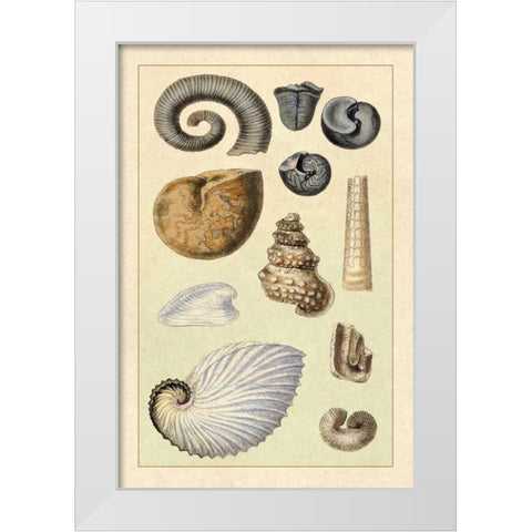 Shells: Ammonacea White Modern Wood Framed Art Print by Sowerby, G.B.