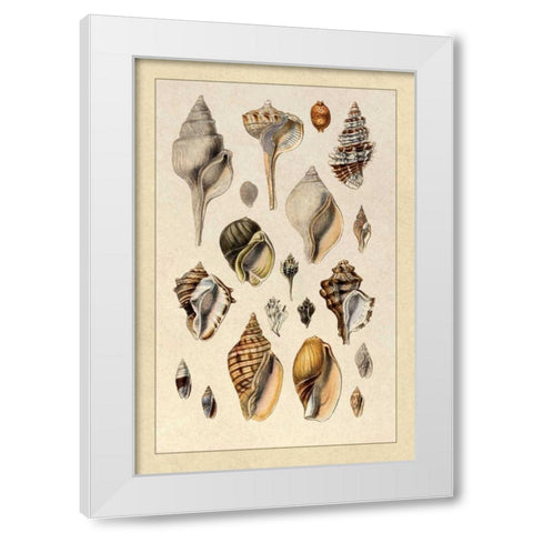 Shells: Sessile Cirripedes #3 White Modern Wood Framed Art Print by Sowerby, G.B.