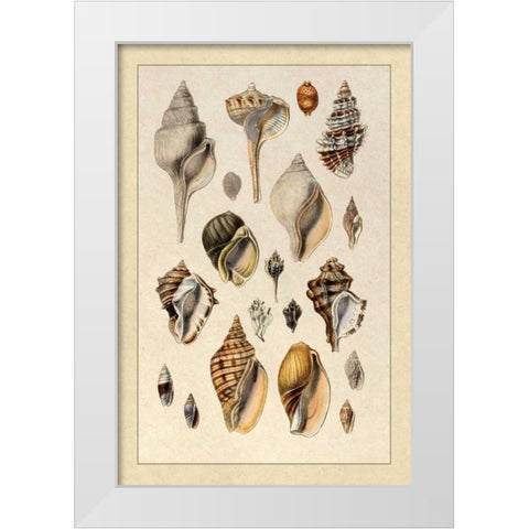 Shells: Sessile Cirripedes #3 White Modern Wood Framed Art Print by Sowerby, G.B.