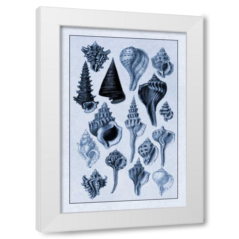 Shells: Trachelipoda #4 (Blue) White Modern Wood Framed Art Print by Sowerby, G.B.