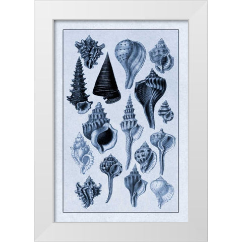 Shells: Trachelipoda #4 (Blue) White Modern Wood Framed Art Print by Sowerby, G.B.