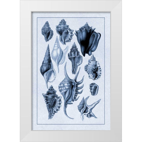 Shells: Trachelipoda #5 (Blue) White Modern Wood Framed Art Print by Sowerby, G.B.