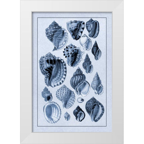 Shells: Purpurifera (Blue) White Modern Wood Framed Art Print by Sowerby, G.B.